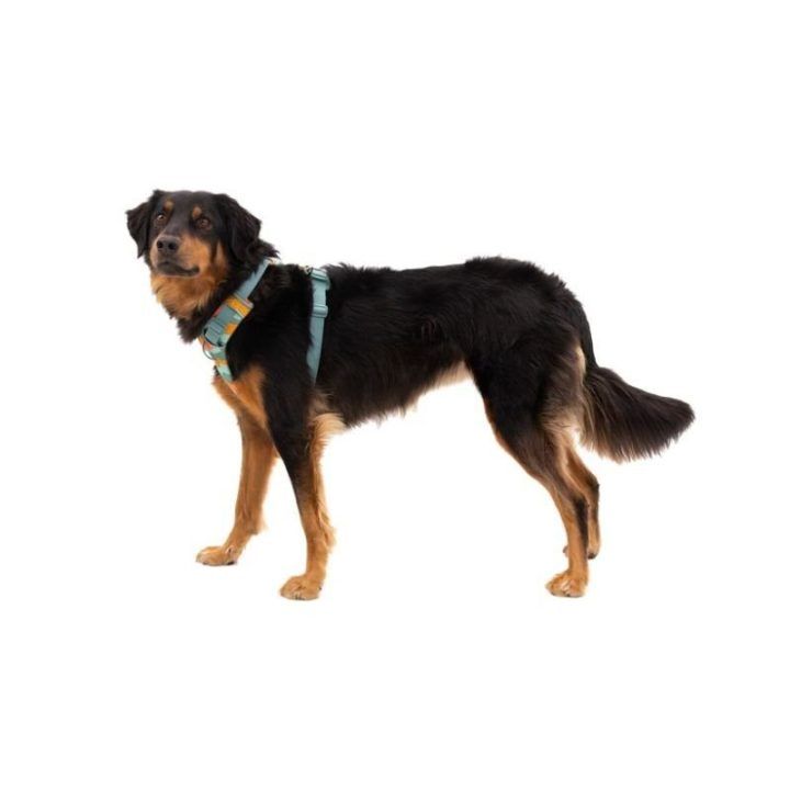 Neriuojami šuns petnešos Ruffwear, žalsvos, XS